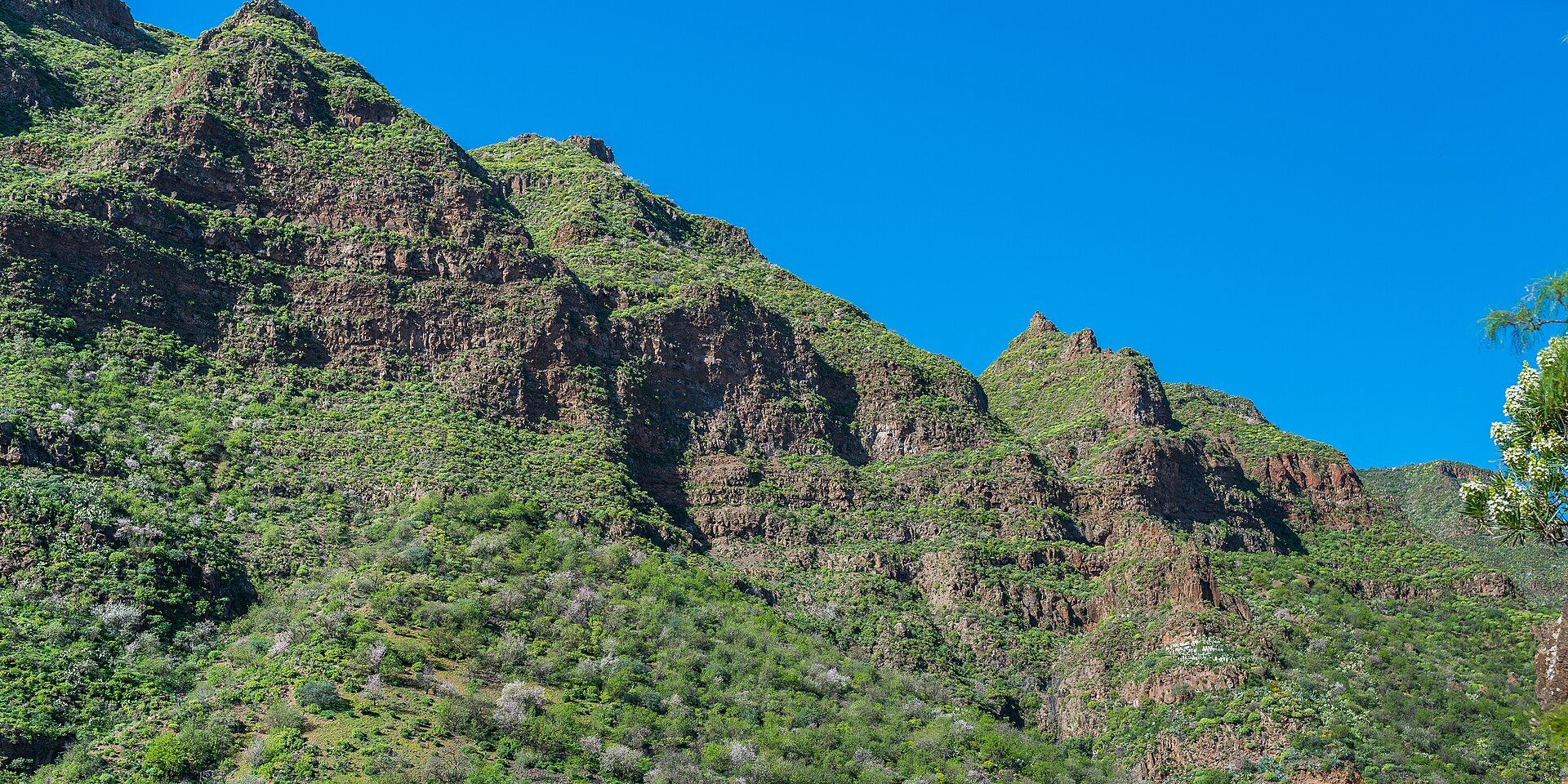 The Barranco de Guayadeque, a green ravine in the southeast of Gran Canaria