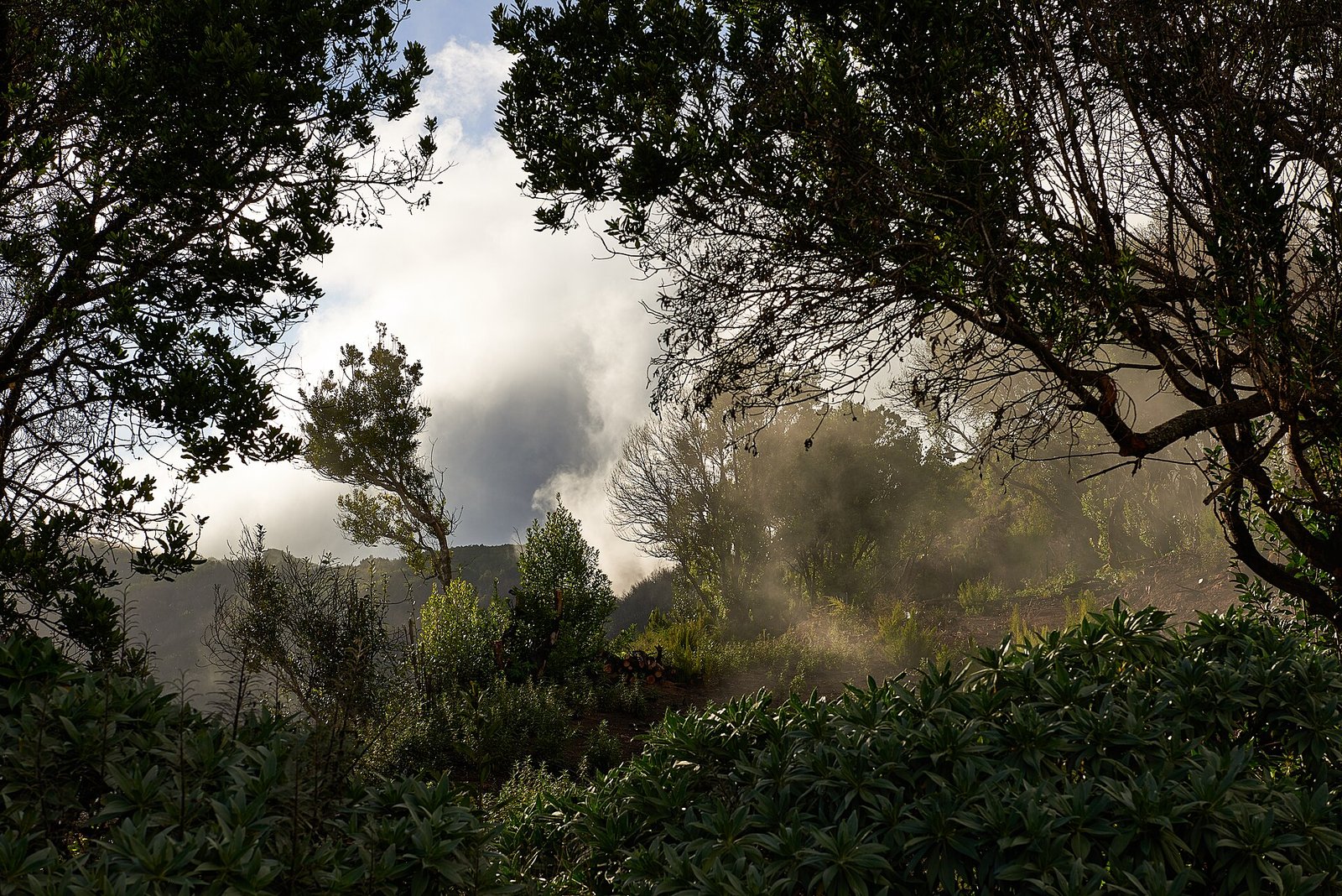 Misty laurel forest on La Gomera
