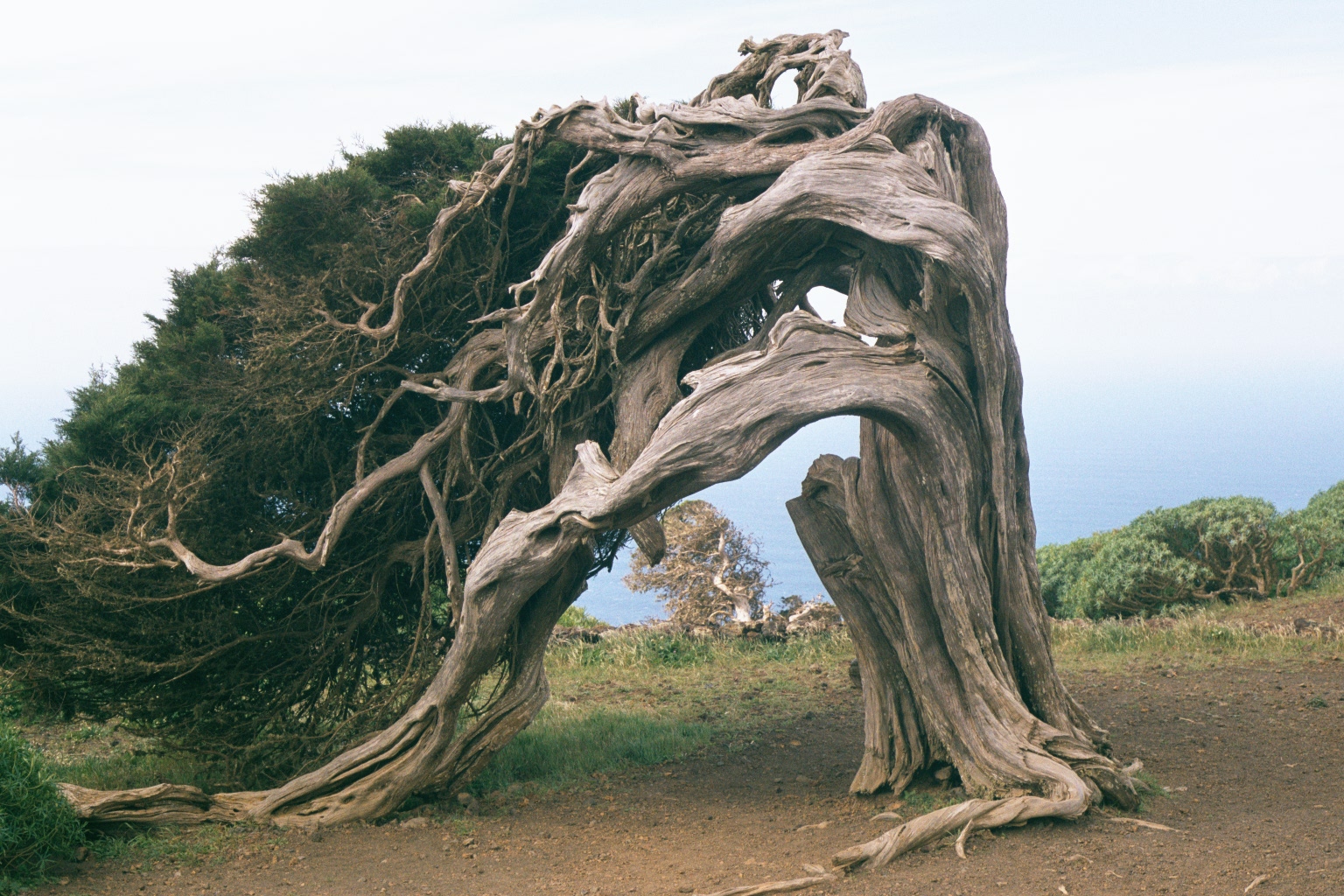 File photo: El Hierro Sabinar