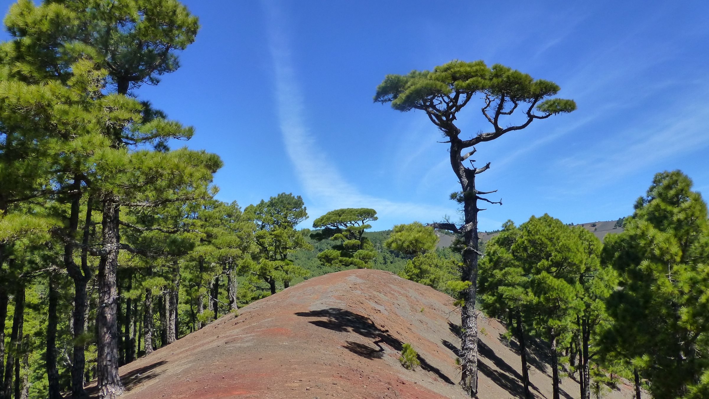 File photo: Pinares canarios de El Hierro