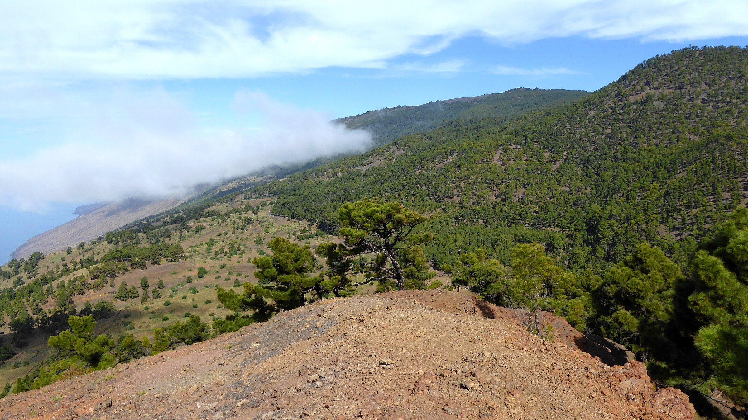File photo: Pinares canarios de El Hierro