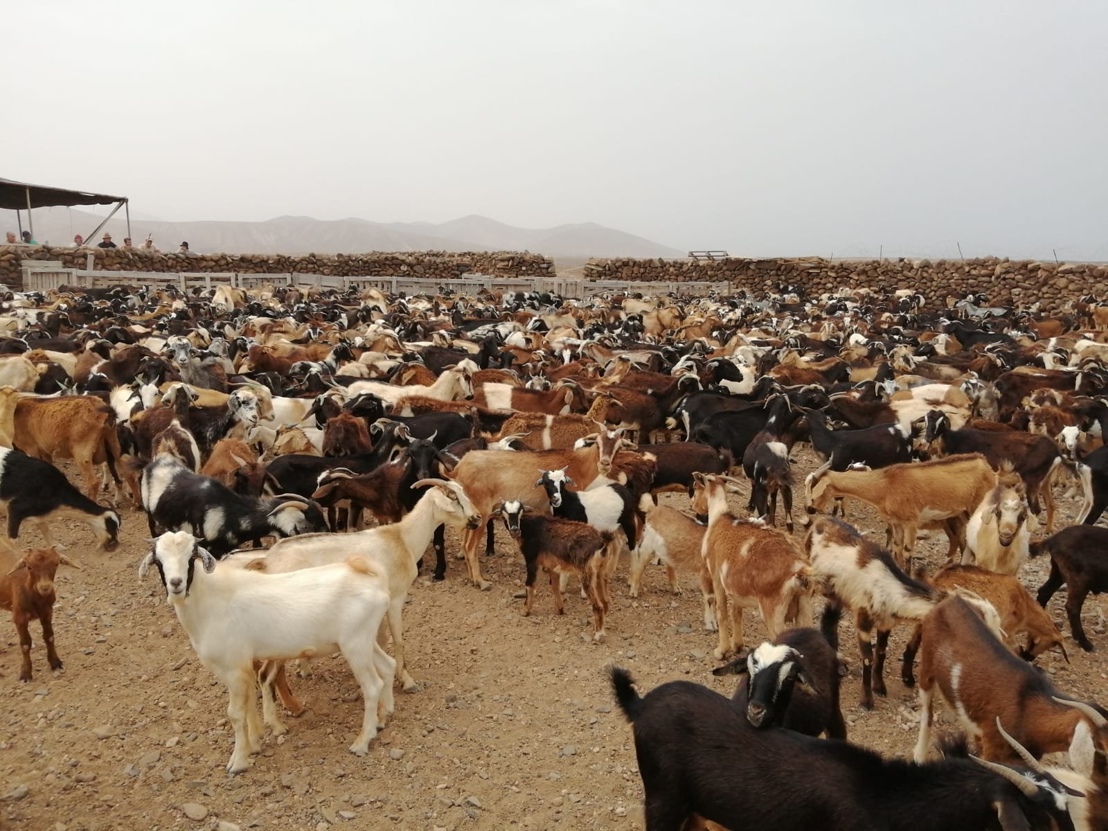 Bestiame e visitatori in una fiera agricola all'aperto a Tenerife
