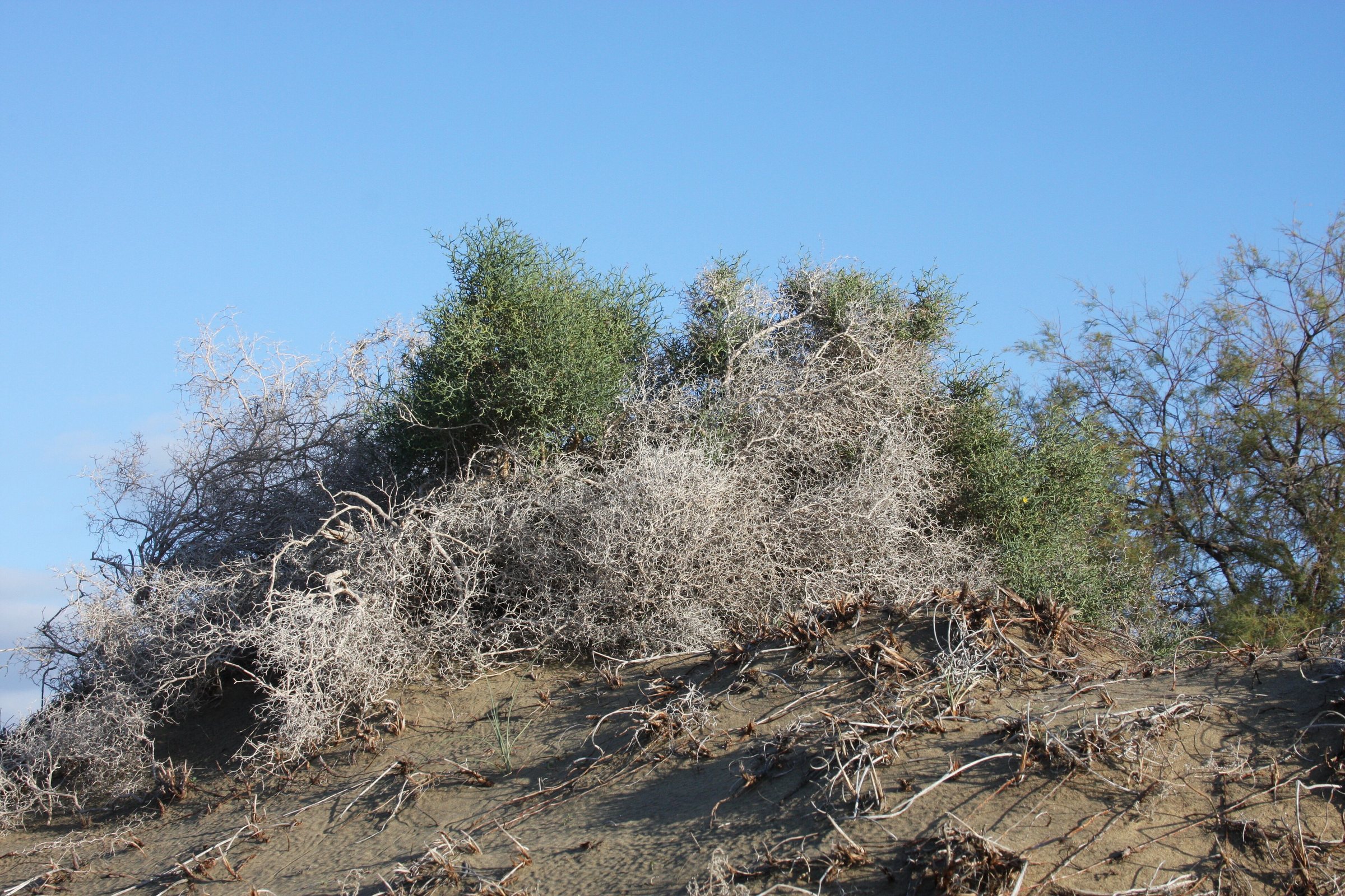 Immagine d'archivio: Gran Canaria IMG 7681 dunas maspalomas