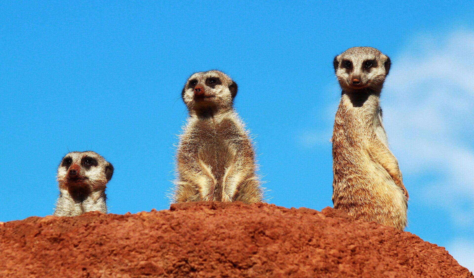 Immagine d'archivio: Suricata suricatta - Oasis Park - Fuerteventura