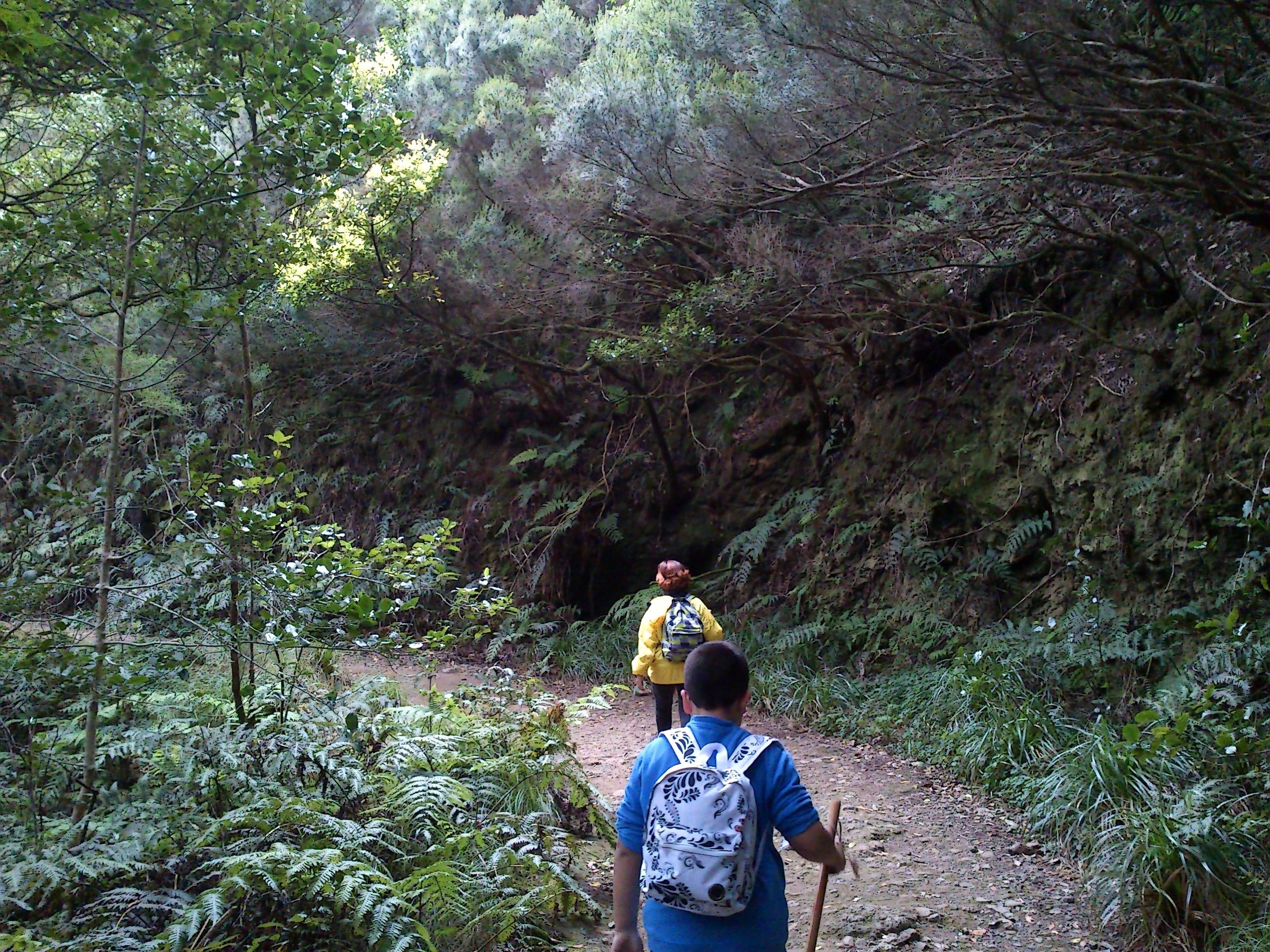 File photo: El Bosque Encantado - Tenerife - Anaga