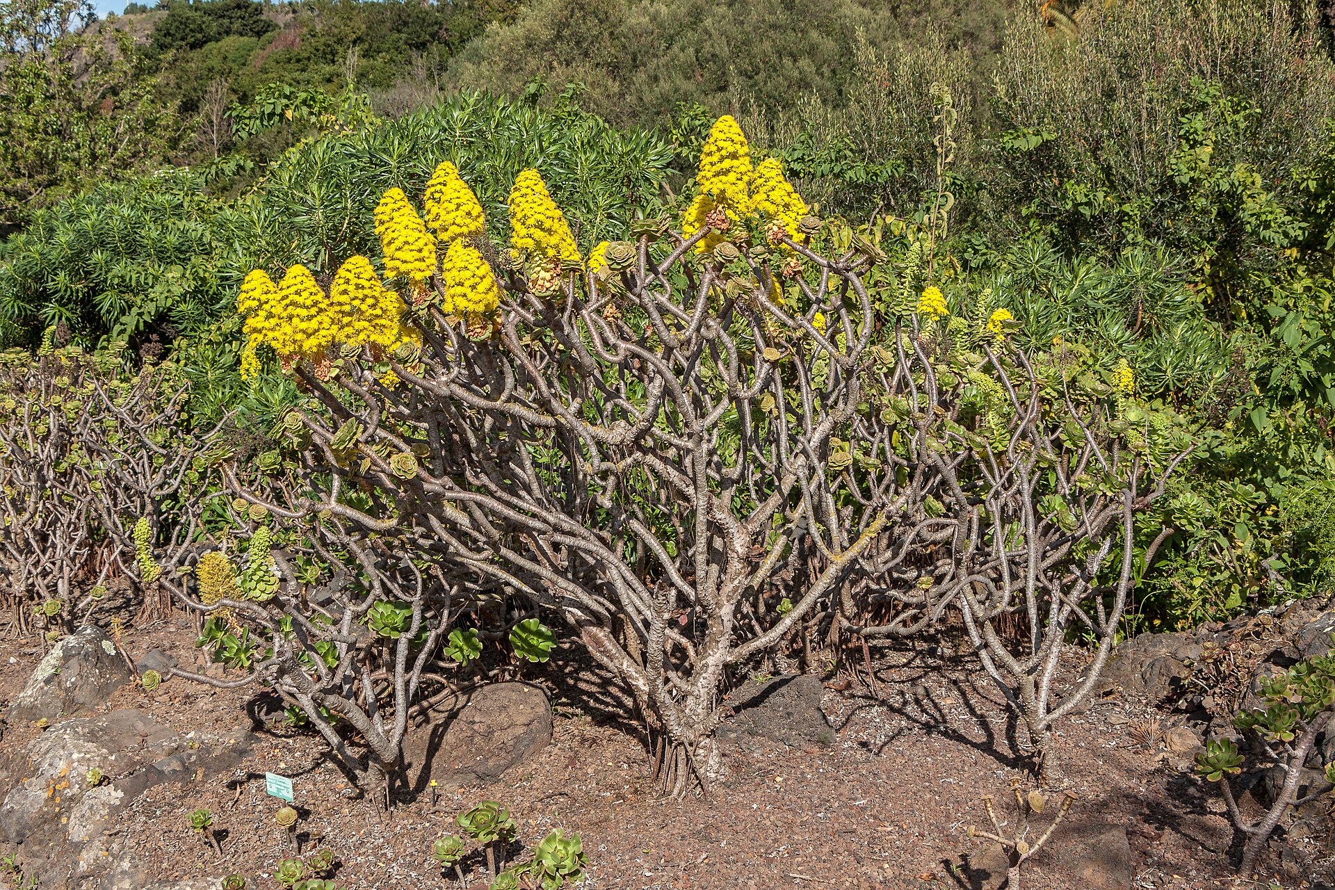 Symbolbild: Aeonium arboreum - Jardín Botánico Canario Viera y Clavijo - Gran Canaria