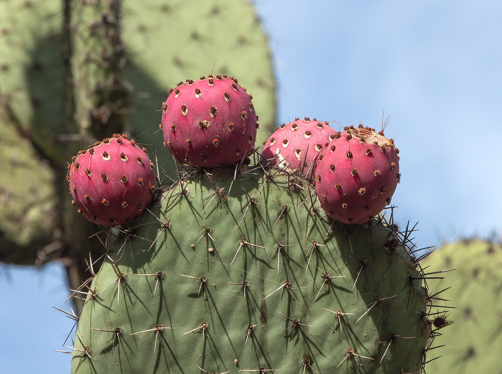 File photo: Opuntia streptacantha - Jardín Botánico Canario Viera y Clavijo - Gran Canaria
