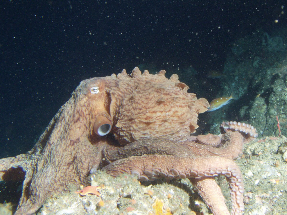 Pulpo común en su hábitat natural, fondo marino