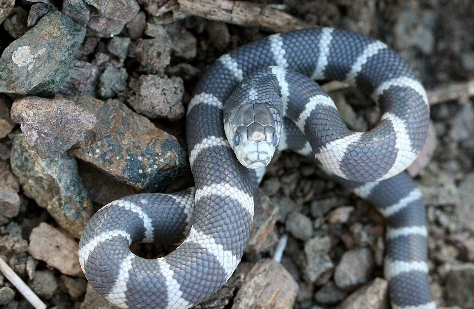Culebra real de California, la especie invasora que se combate en Gran Canaria
