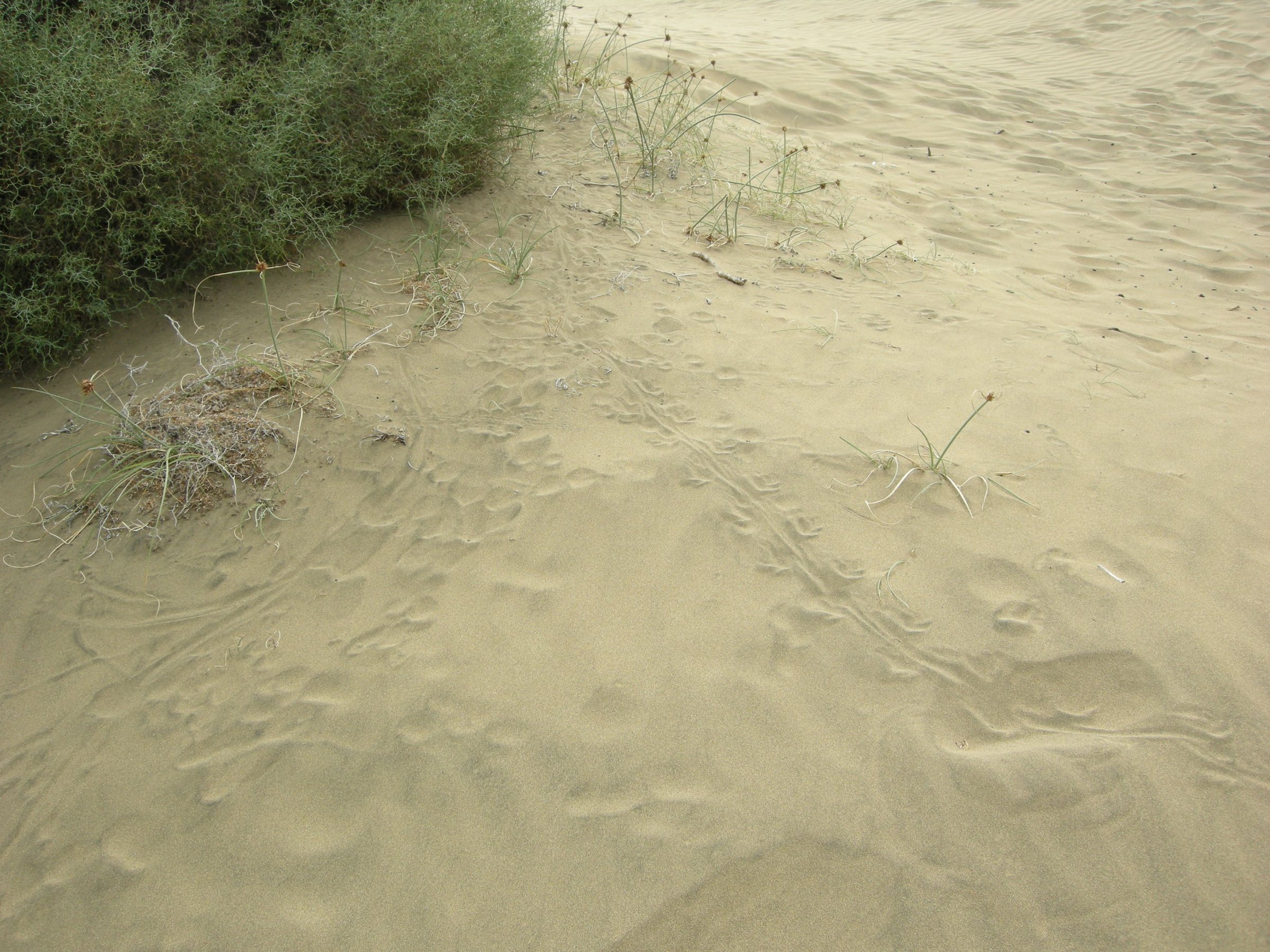 Imagen de archivo: Dune di maspalomas