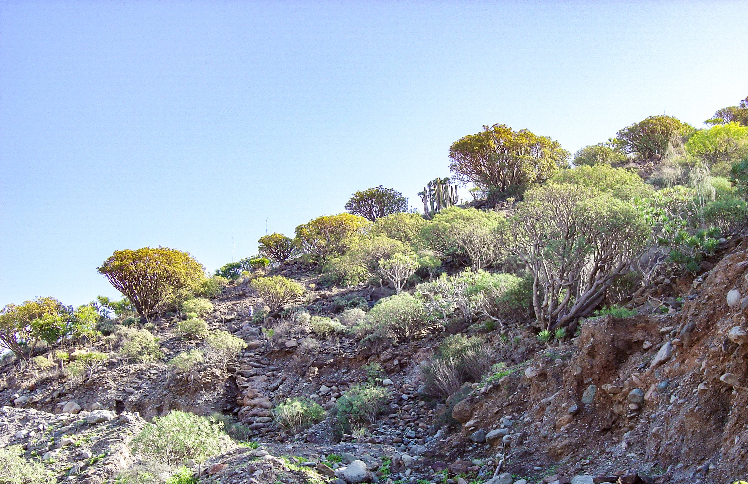 File photo: Vegetation in Gran Canaria 2005-01-11