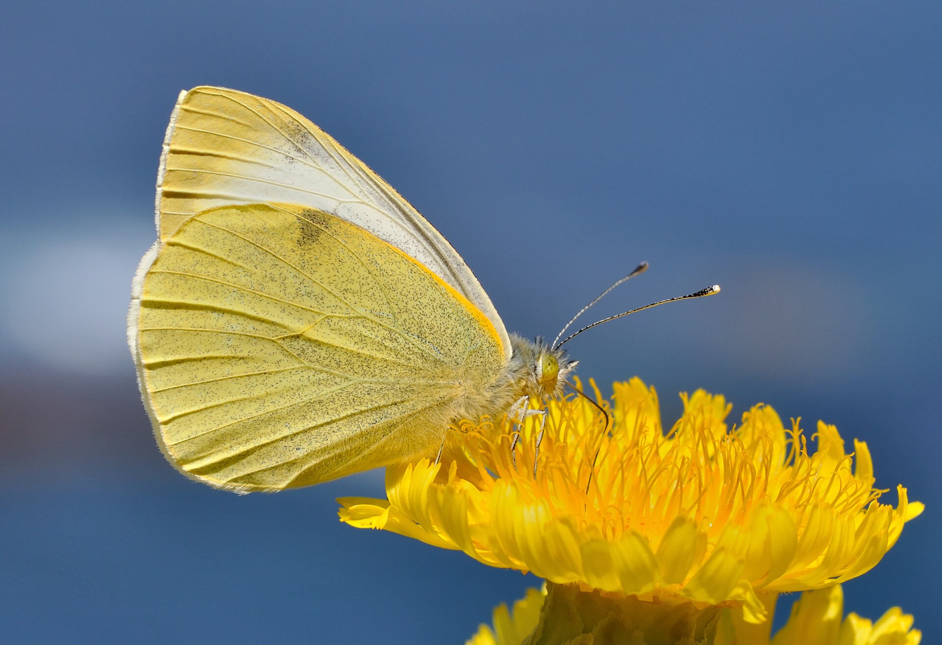 Immagine d'archivio: Pieris cheiranthi qtl1