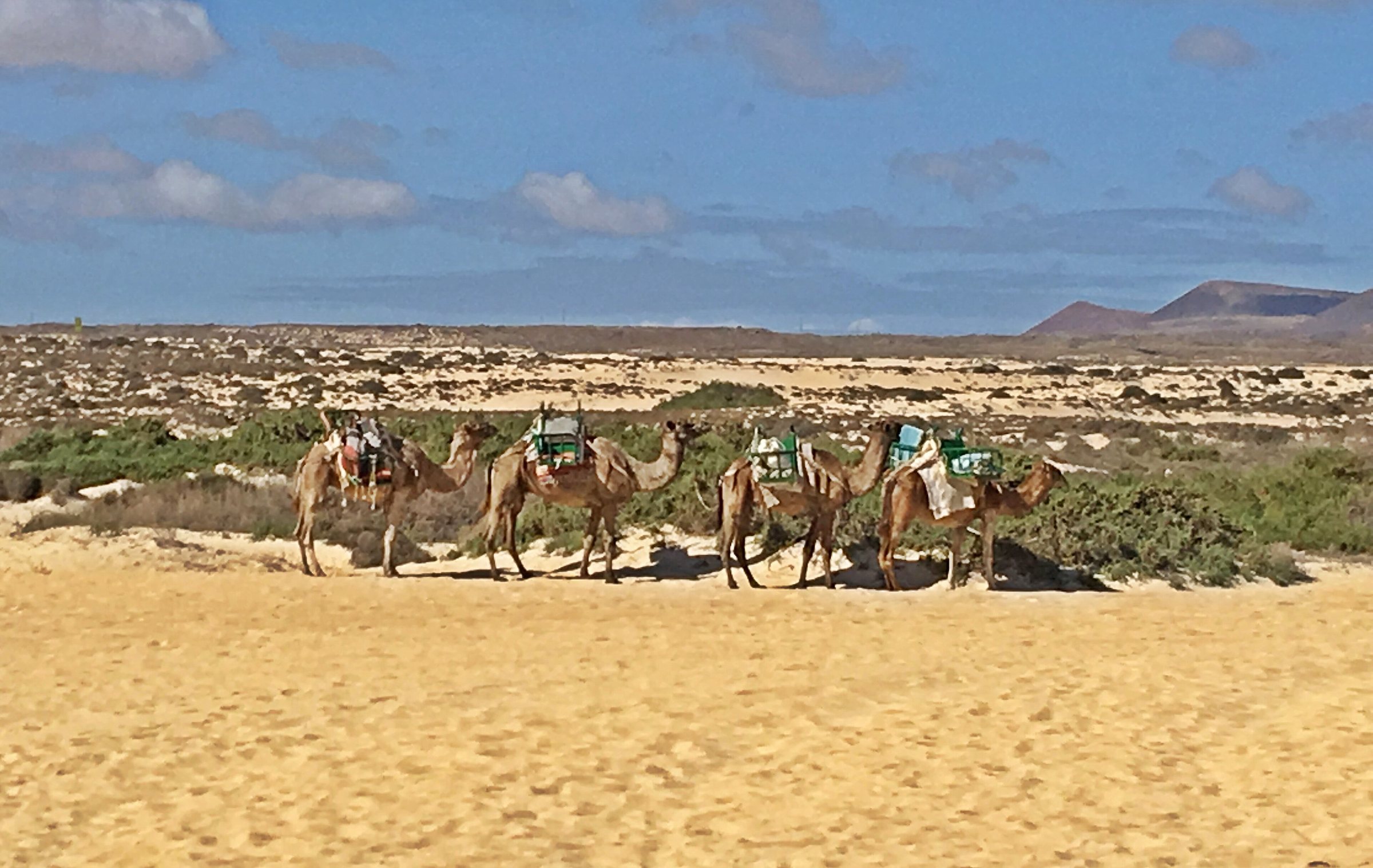 File photo: ES7010032 Dunas de Corralejo