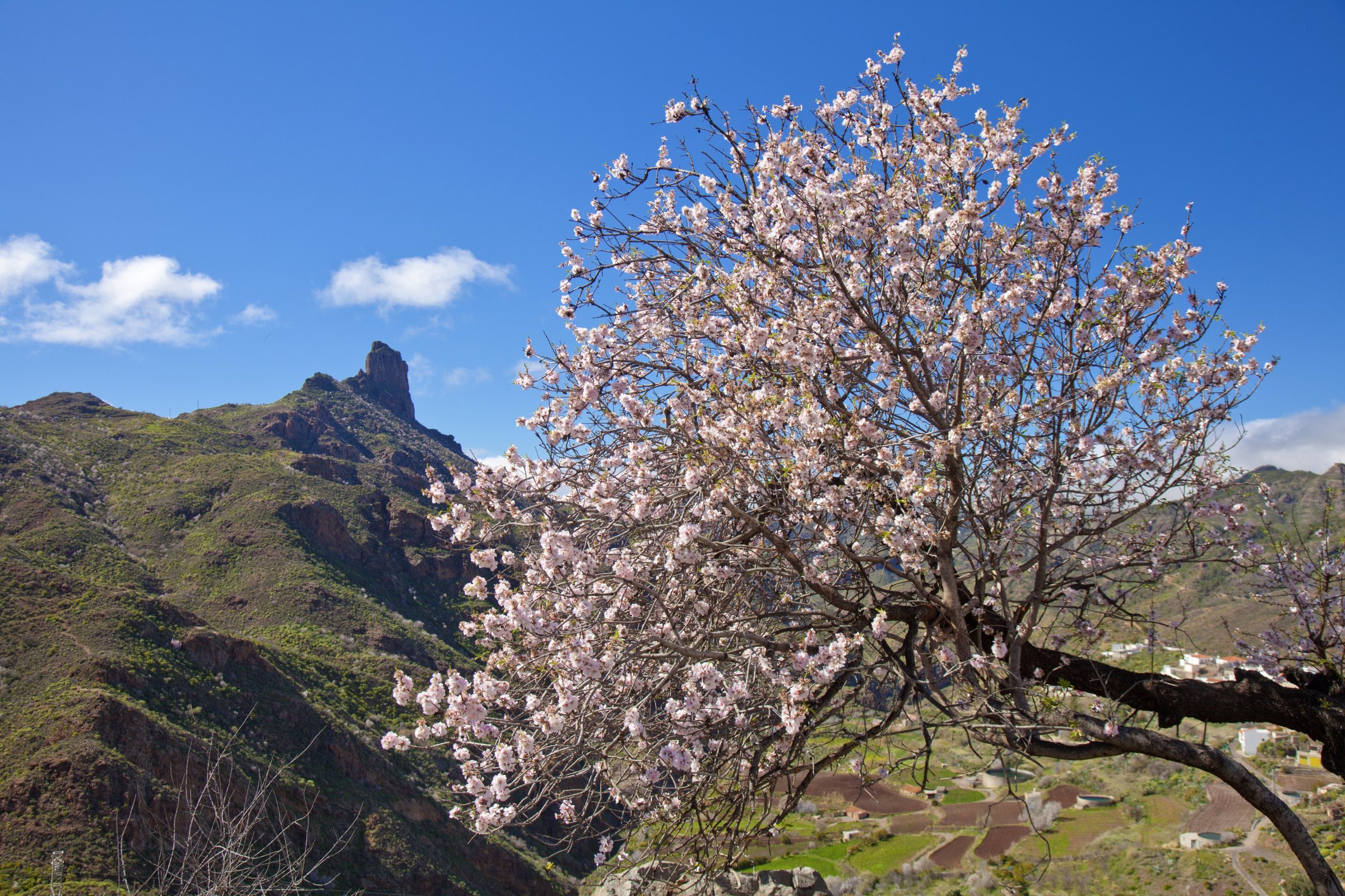 Symbolbild: Gran Canaria, Alrededores de Tejeda durante La Fiesta del Almendro en Flor