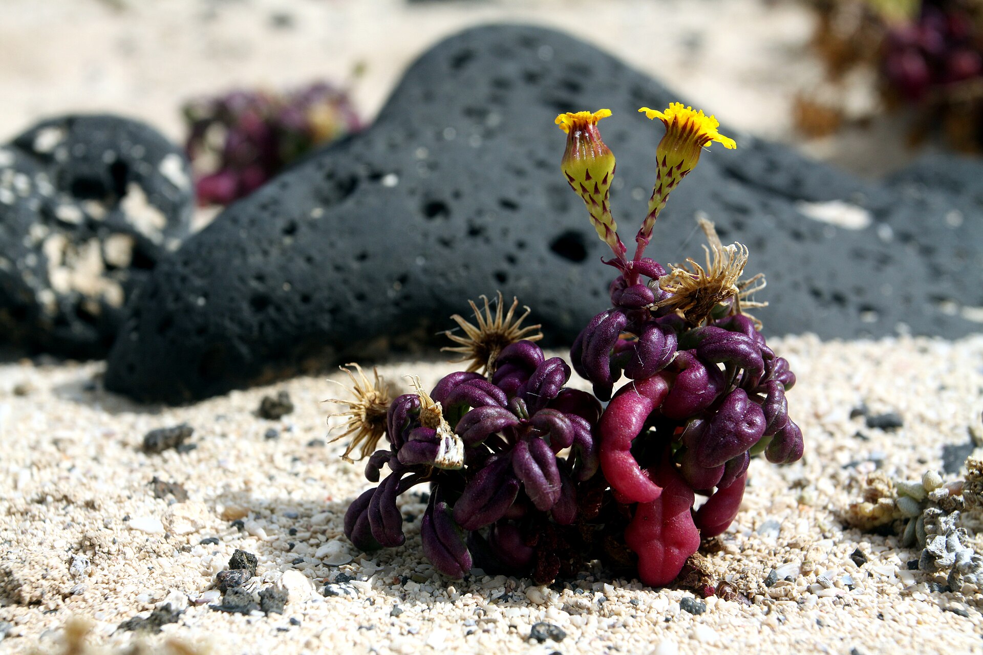 Immagine d'archivio: Senecio leucanthemifolius on the beach close to Órzola on Lanzarote, June 2013