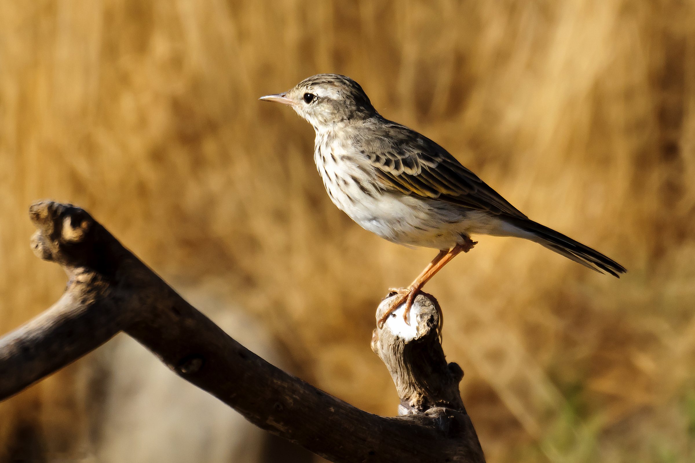 Imagen de archivo: Anthus berthelotii -Gran Canaria, Canary Islands, Spain-8