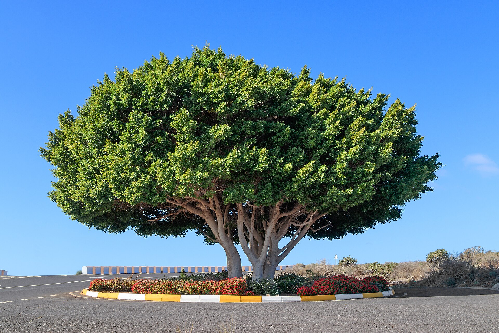 Immagine d'archivio: Ficus microcarpa - La Gomera