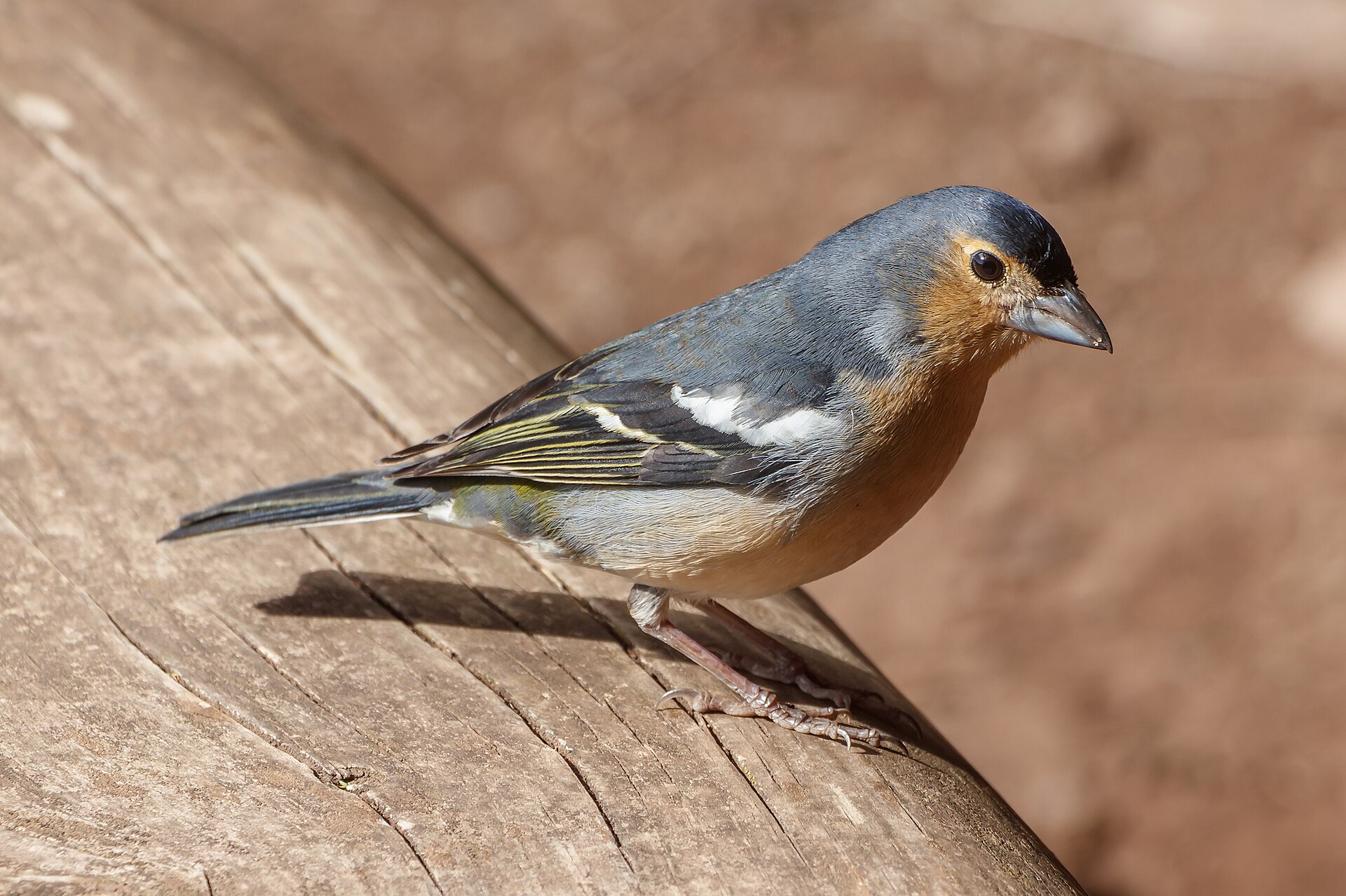 File photo: Fringilla coelebs canariensis
