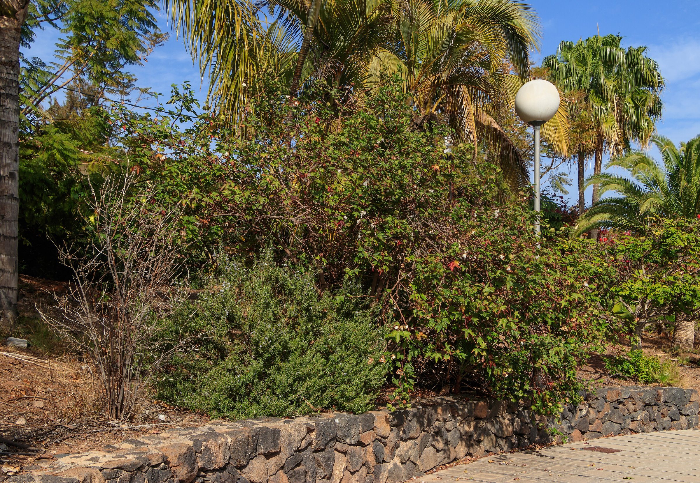 Symbolbild: Gossypium - La Gomera