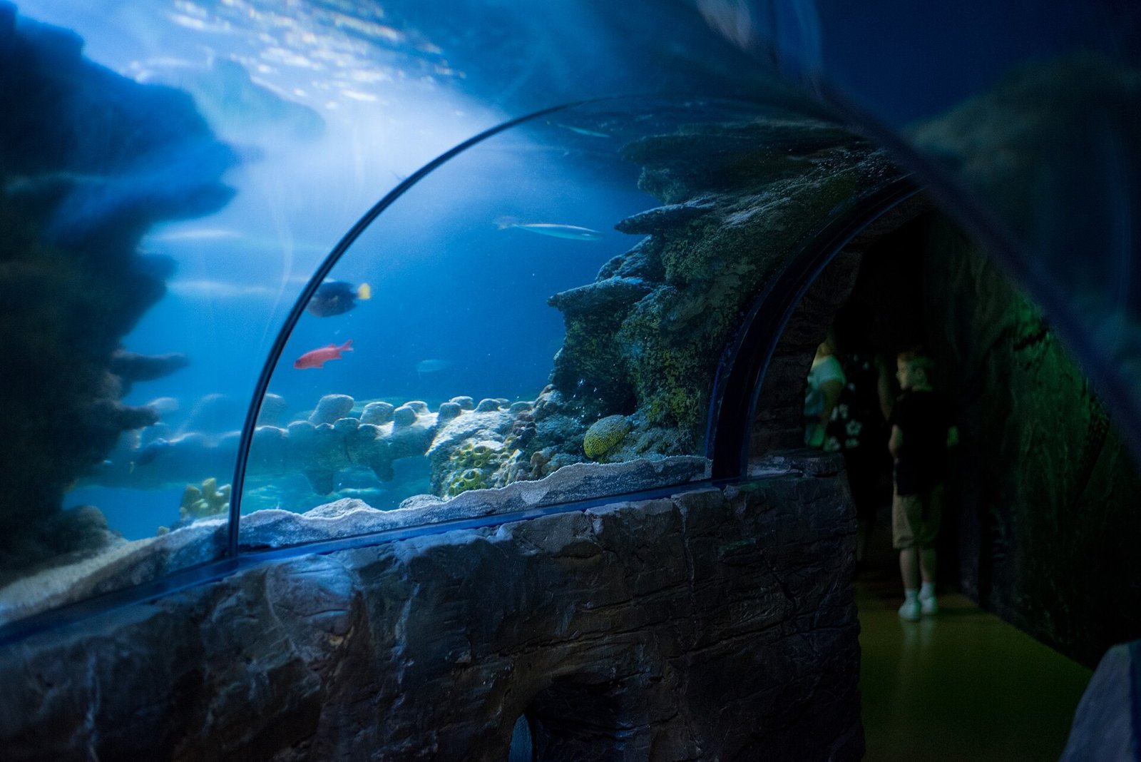 Underwater life in the Atlantic (illustrative)