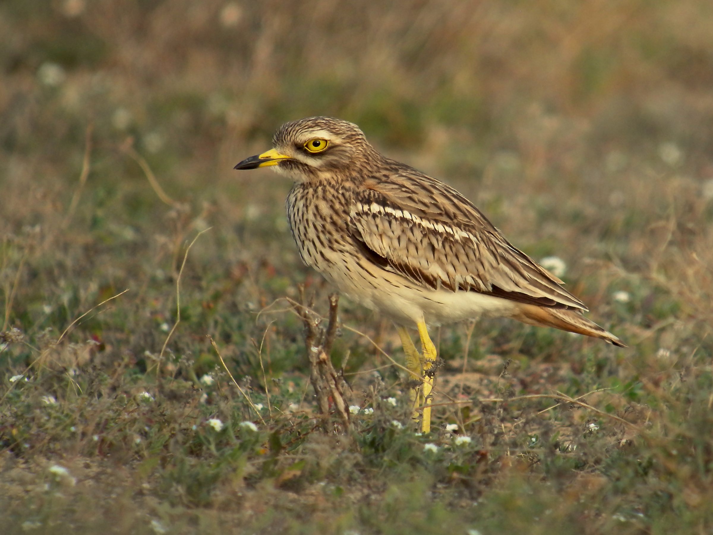 Symbolbild: Burhinus oedicnemus insularum Lanzarote 1