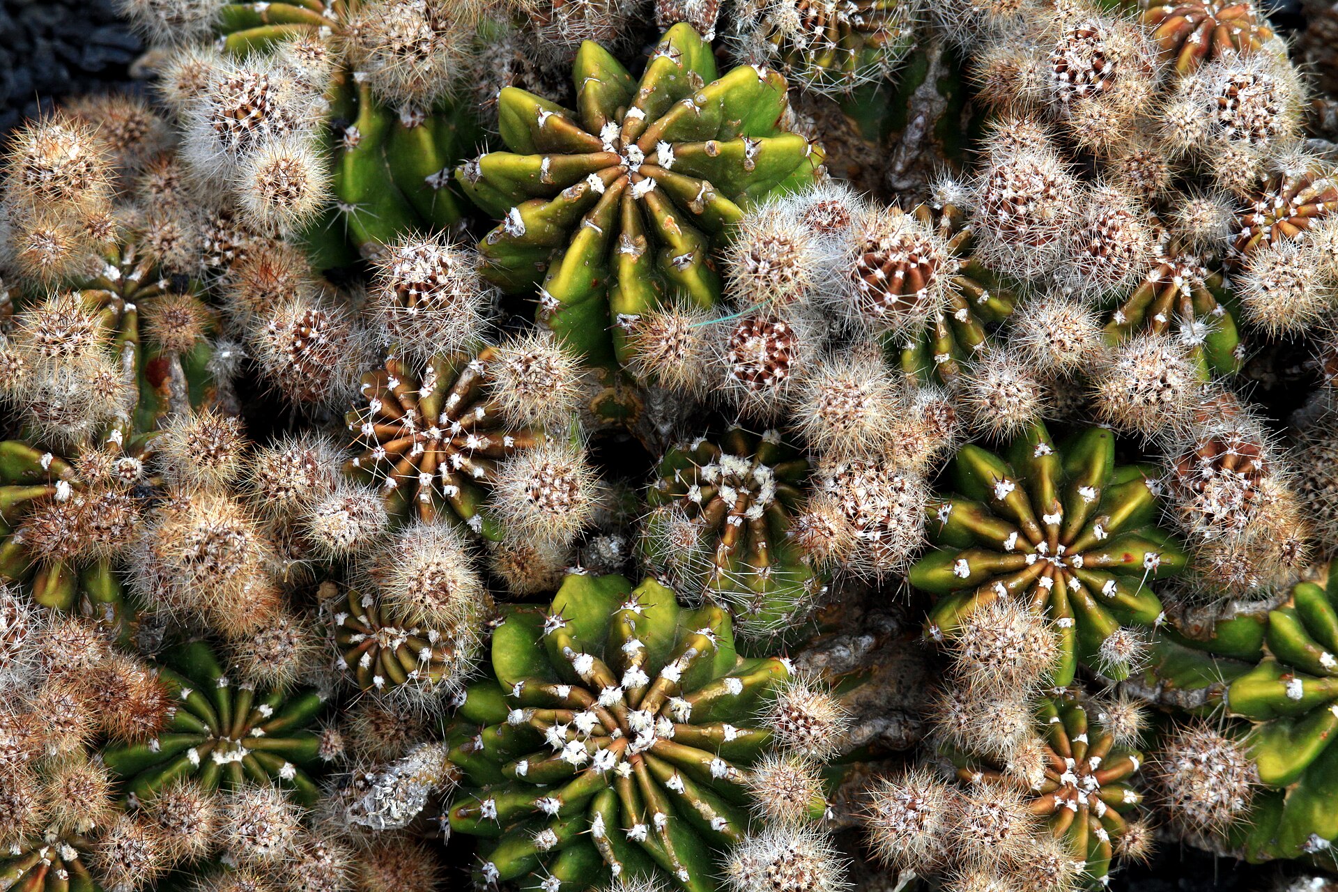 Symbolbild: Hibrid of Echinopsis in Jardin de Cactus on Lanzarote, June 2013