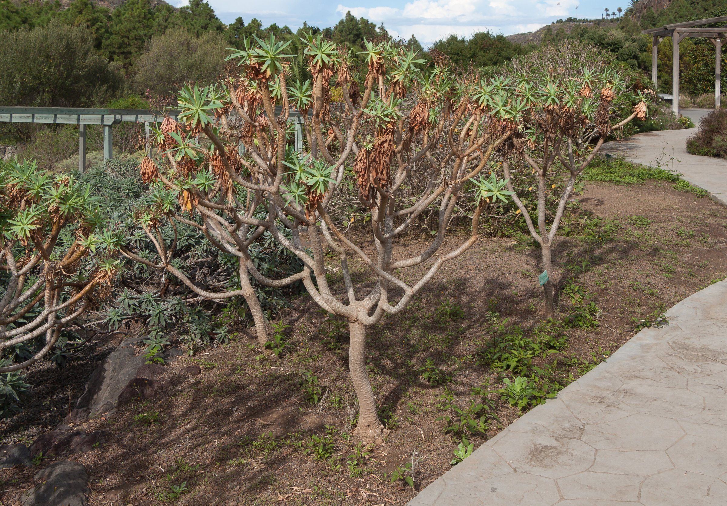 Immagine d'archivio: Euphorbia bravoana - Jardín Botánico Canario Viera y Clavijo - Gran Canaria