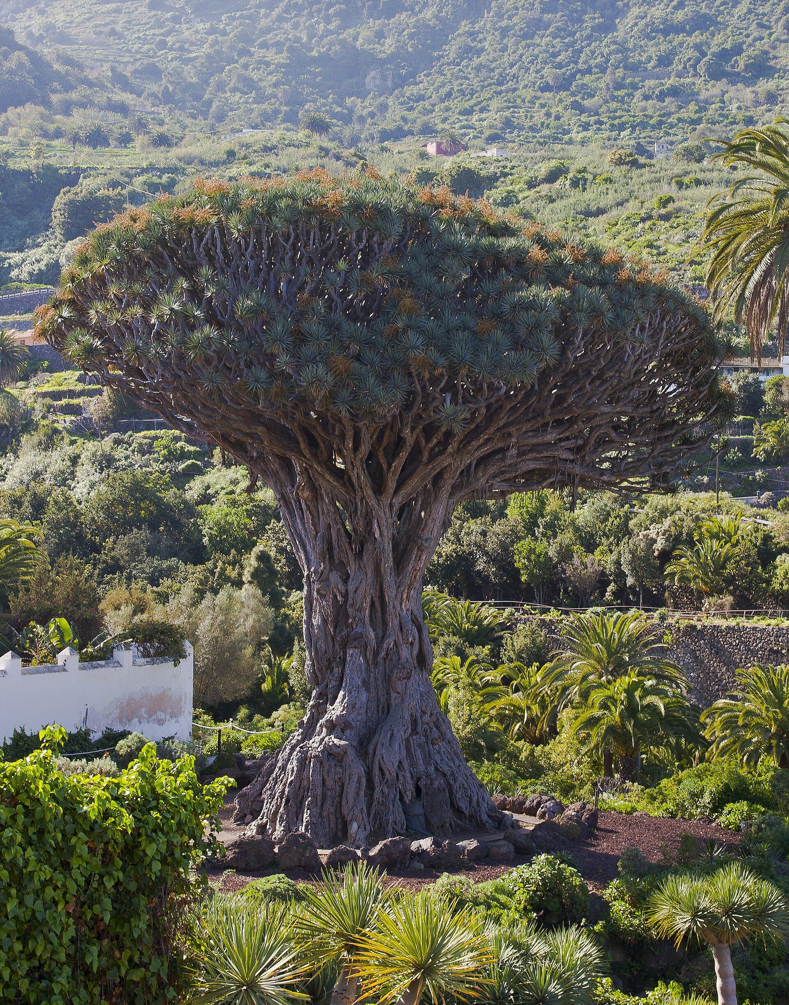 Panoramic view from a viewpoint overlooking a historic town, a dragon tree, and the ocean with a volcano in the distance