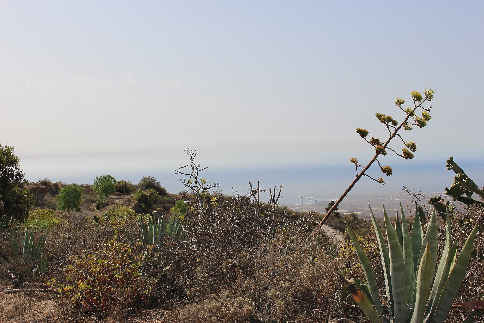 File photo: Tenerife desert flora