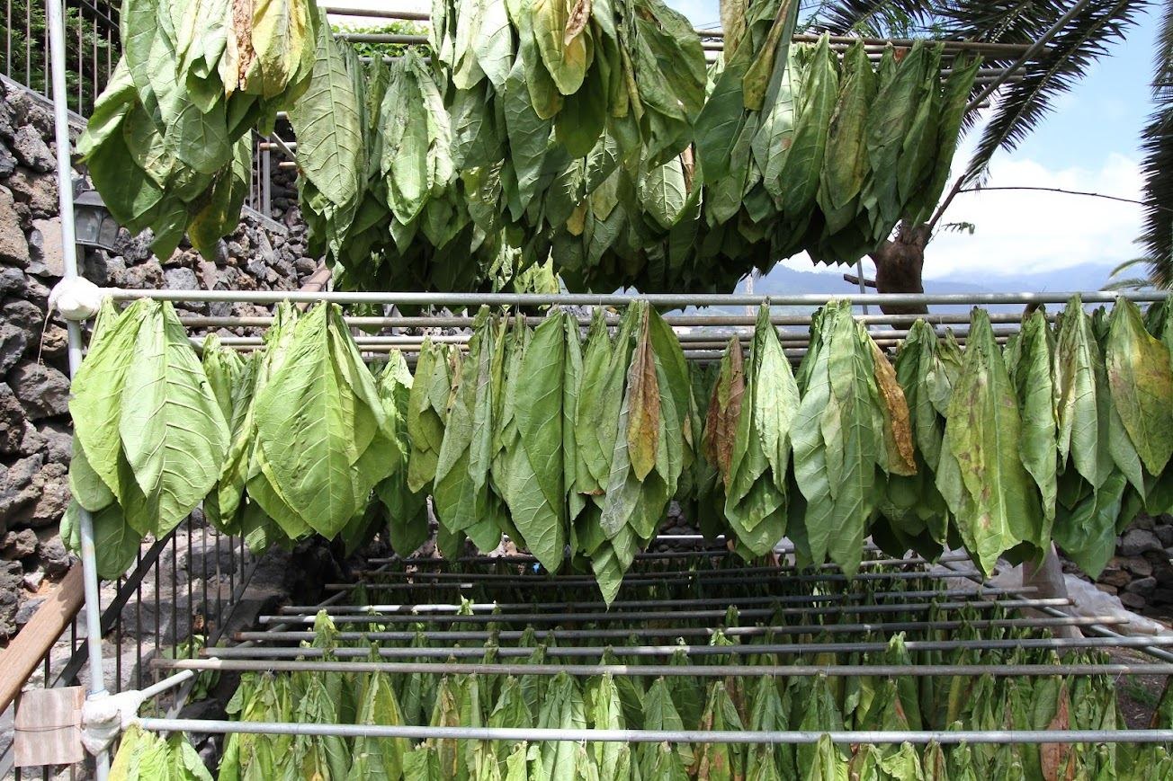 Tobacco leaves drying on racks against the landscape of La Palma