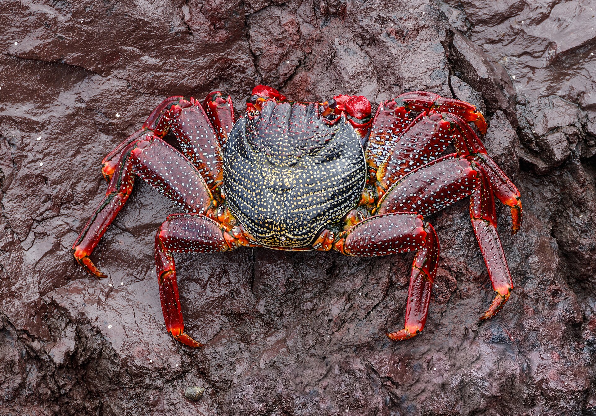 Imagen de archivo: Grapsus adscensionis - Tenerife
