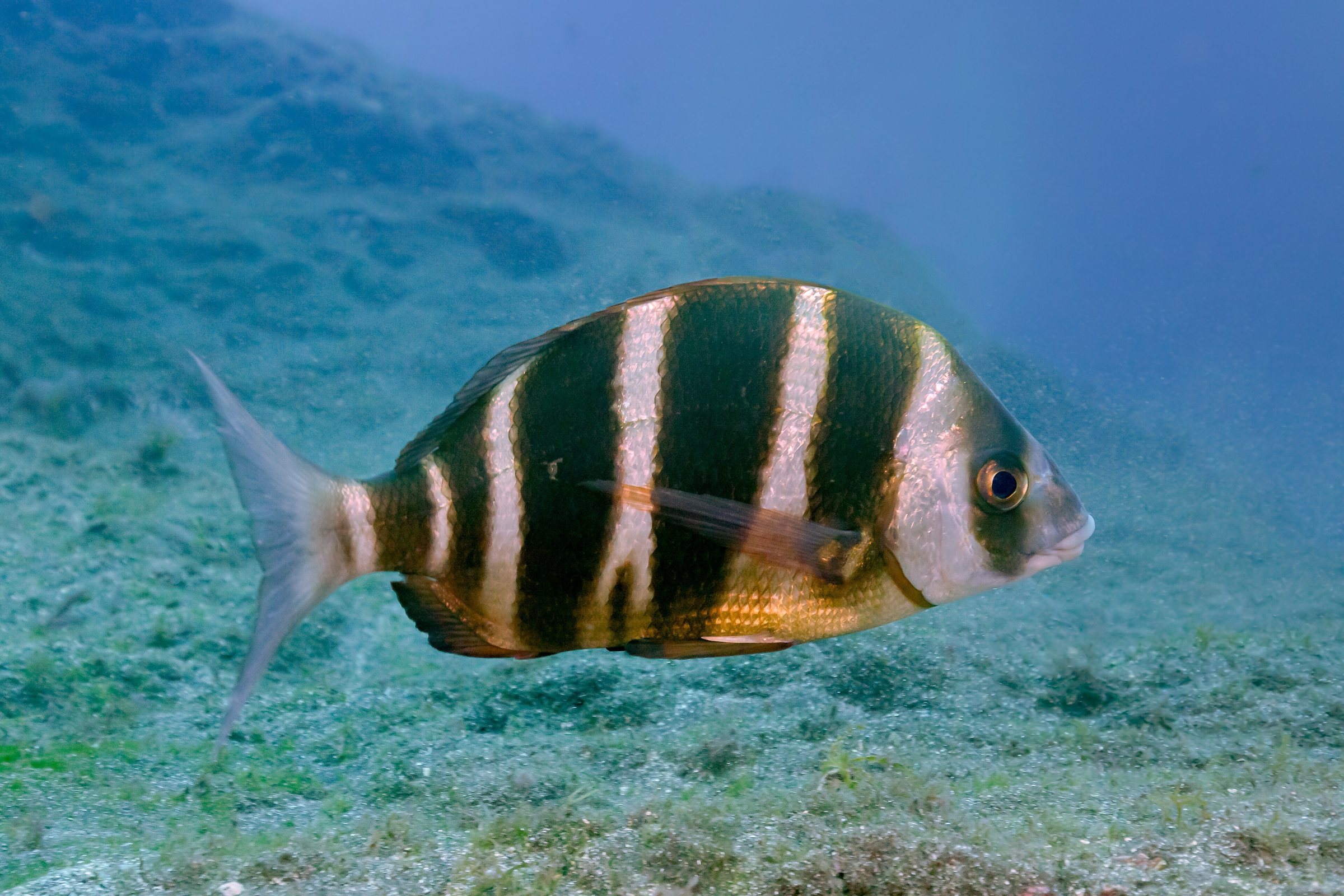 Symbolbild: Sargo real (Diplodus cervinus), franja marina Teno-Rasca, Tenerife, España, 2022-01-09, DD