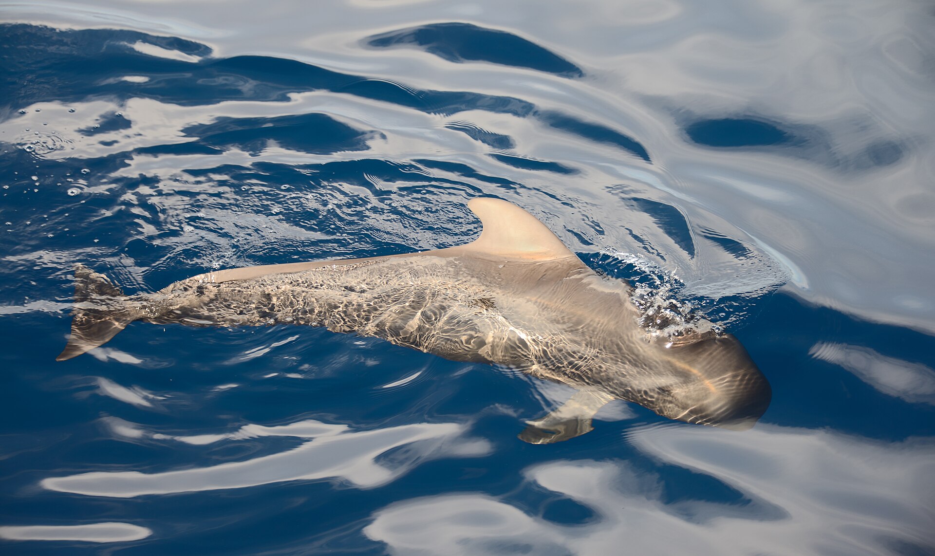 File photo: Globicephala macrorhynchus Tenerife