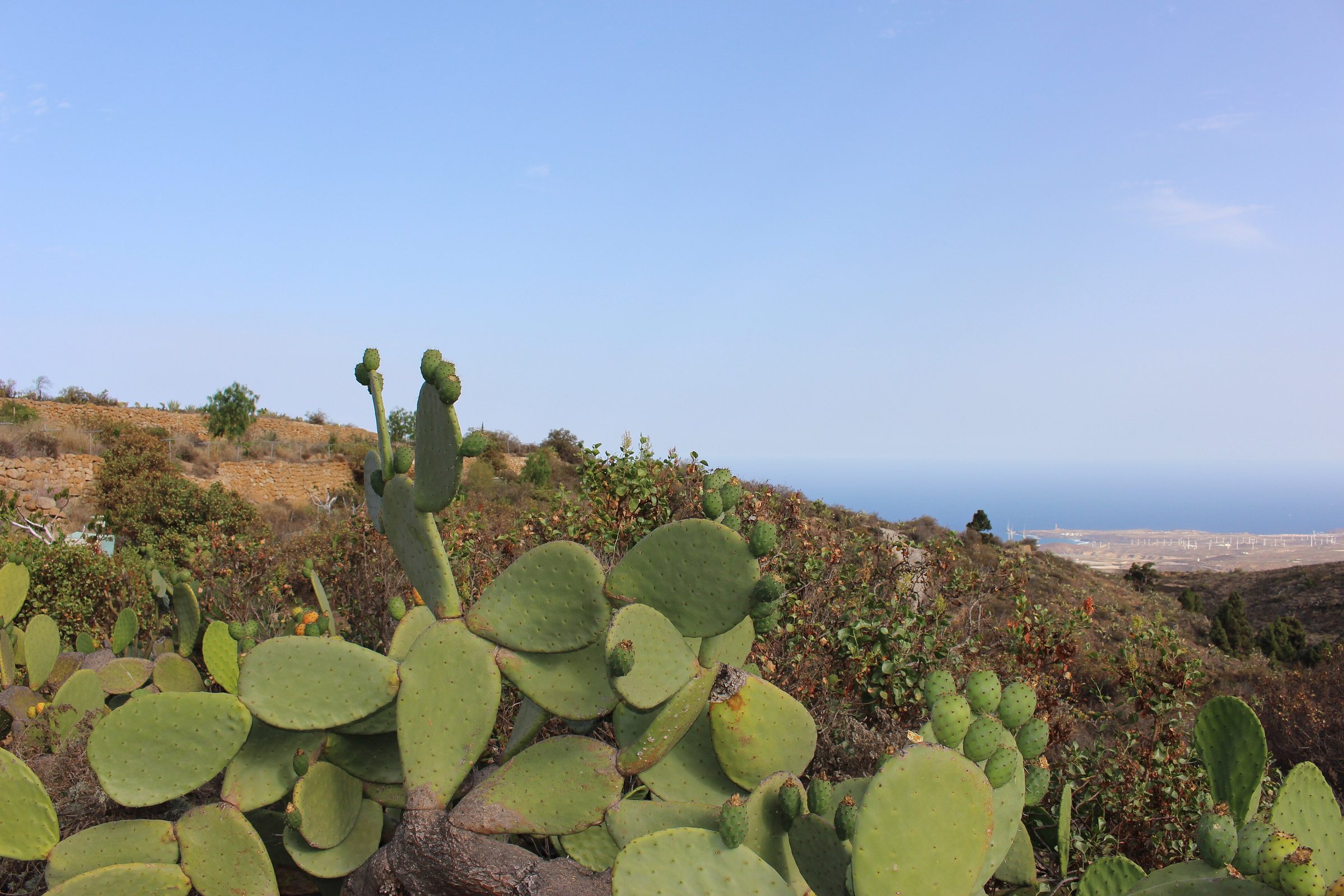 File photo: Tenerife desert cactus