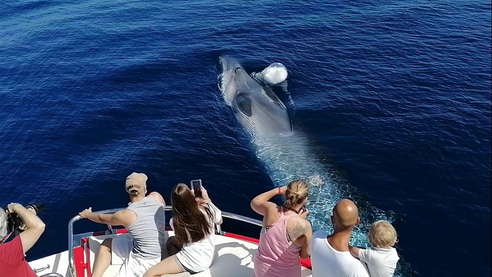 Whale and dolphin watching off the coast of Gran Canaria