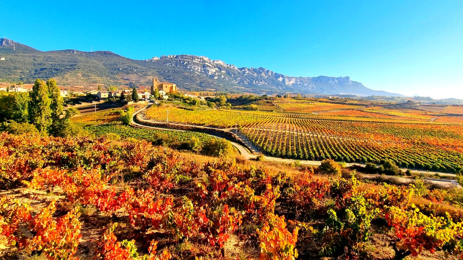 Vigneti della Rioja nella luce dorata d'autunno con montagne