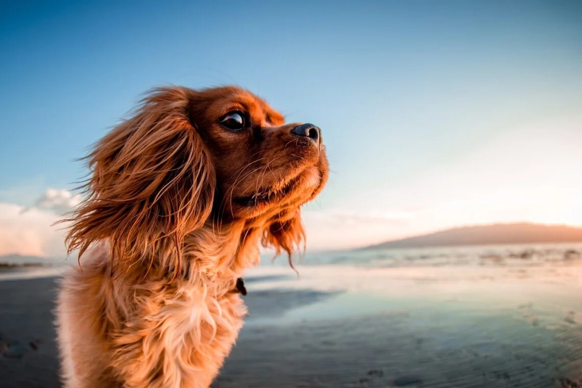 Hund am Strand auf den Kanaren — Haustier-Relocate-Guide