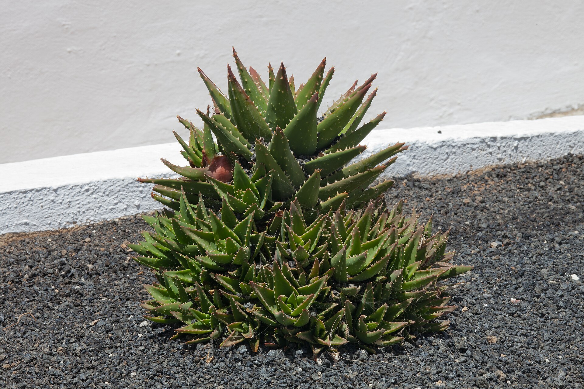 Puerto del Carmen