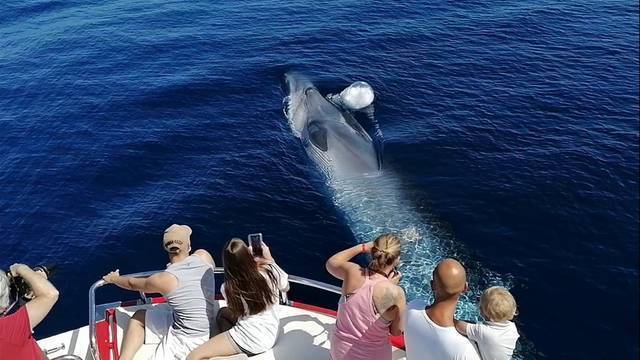 Avistamiento de ballenas y delfines en Gran Canaria